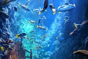 降血压神器,易找食材 降血压神器,易找食材