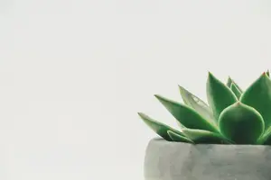 淡血你知,易疲劳 - 血虚元标题 淡血你知,易疲劳 - 血虚元标题