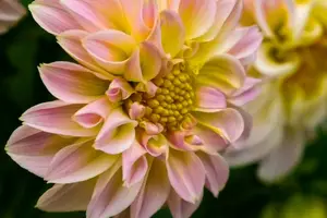 温和润肺，舒缓哺乳期上火烦恼