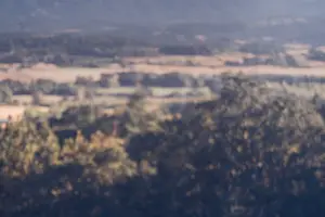 鹿茸片，吃出美丽人生。