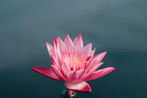 神经猛兽，祛除血燥，重获平静