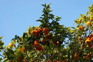 果断解感冒!这些水果最有效! 果断解感冒!这些水果最有效!