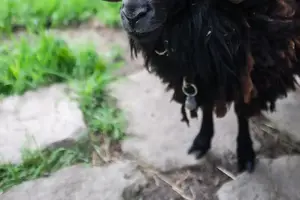 羊肉治咳嗽?探究食疗秘密! 羊肉治咳嗽?探究食疗秘密!
