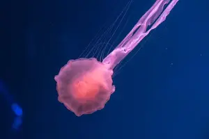 高效祛皱,胶原蛋白注射提升肌肤! 高效祛皱,胶原蛋白注射提升肌肤!