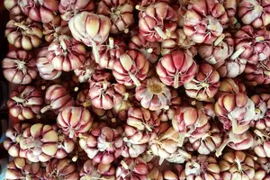 轻松提升免疫力,吃对这些食品! 轻松提升免疫力,吃对这些食品!