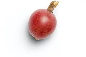 玻尿酸,细嫩越用越美! 玻尿酸,细嫩越用越美!
