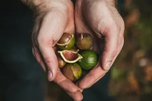 燃脂、抗氧化,益脑补钙!香榧,营养无限! 燃脂、抗氧化,益脑补钙!香榧,营养无限!