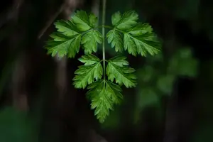 神经紧张?试试中药调理焦虑症 神经紧张?试试中药调理焦虑症
