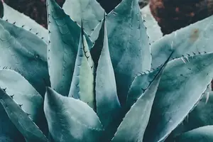 神奇配方，秒杀青春痘！