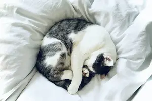 梦魇解密：轻松摆脱噩梦折磨！