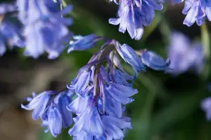 野菊花,美容养颜佳品,愈发发掘功效! 野菊花,美容养颜佳品,愈发发掘功效!