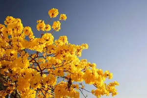 野菊花,美容养颜佳品,愈发发掘功效! 野菊花,美容养颜佳品,愈发发掘功效!