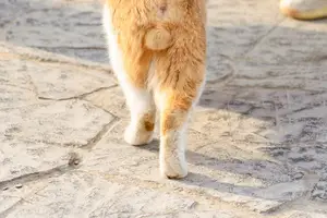 隐睾丸?早发现,早预防! 隐睾丸?早发现,早预防!