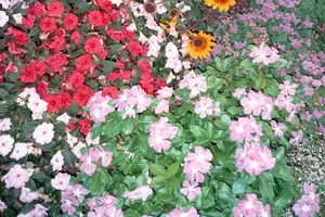 高原反应？吃它，立等可取！