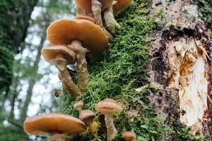 暖胃斋｜冬季养胃食谱分享