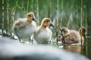 滋补春季，暖胃养生汤