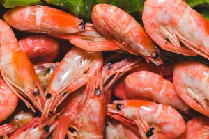 营养好伴侣,DHA食物为你加油 营养好伴侣,DHA食物为你加油