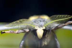 解密樟脑球真相，用安全之选守护身体