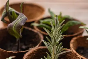 艾草煮蛋，暖身又补肾！