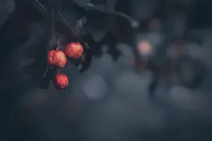消除疲劳，改善睡眠，尽在甘草山楂茶