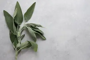 百病皆除,神奇麻黄:功效与主治 百病皆除,神奇麻黄:功效与主治