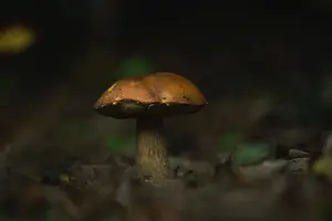 滋养身体,延年益寿:冬虫夏草食用指南 滋养身体,延年益寿:冬虫夏草食用指南