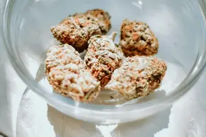 滋养身体,延年益寿:冬虫夏草食用指南 滋养身体,延年益寿:冬虫夏草食用指南