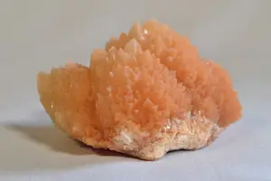 补骨脂,健康骨骼必备良品! 补骨脂,健康骨骼必备良品!
