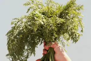 调节内分泌失调,拥有健康生活! 调节内分泌失调,拥有健康生活!