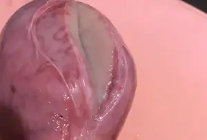 羊宝是什么？ 羊宝做法？