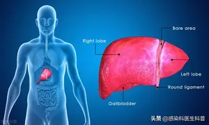 如何保肝护肝,养肝护肝的方法？ 养肝护肝