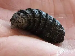 马蝇虫如何寄生在人体？ 马蝇幼虫吃到肚子里会怎么样？