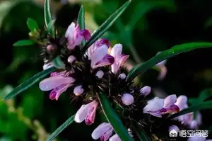 益母草的作用和功效有哪些？ 益母草功效与作用？