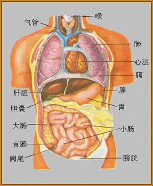 人的五脏六腑图片结构？ 五脏六腑的具体部位？