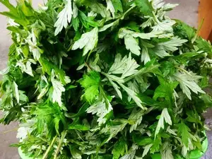 农村野草用水煮，湿气没了，皮肤不瘙痒了，早用早受益