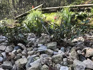 霍山石斛强在哪？云南、浙江产的铁皮石斛表示不服！