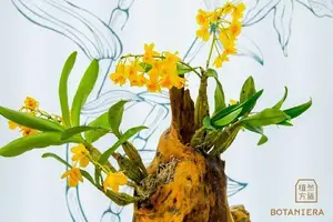 铁皮石斛蜜炼，护肤黑科技来袭
