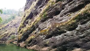 凤凰山麓中，这颗“神奇仙草”悄然开花