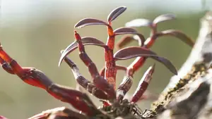 凤凰山麓中，这颗“神奇仙草”悄然开花