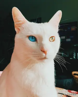 鸳鸯眼的猫咪往往充满了神秘气质,但是异色瞳的形成其实并不简单 鸳鸯眼的猫咪往往充满了神秘气质,但是异色瞳的形成其实并不简单