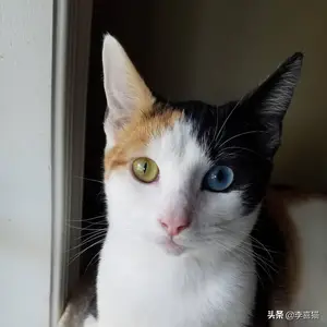 鸳鸯眼的猫咪往往充满了神秘气质，但是异色瞳的形成其实并不简单
