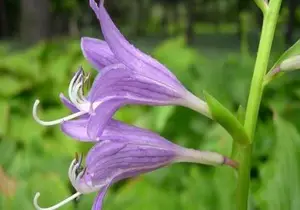 玉簪花的神话来历，看黄庭坚这首诗歌怎么说