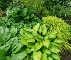 玉簪绘就荫生花园富有变化的画