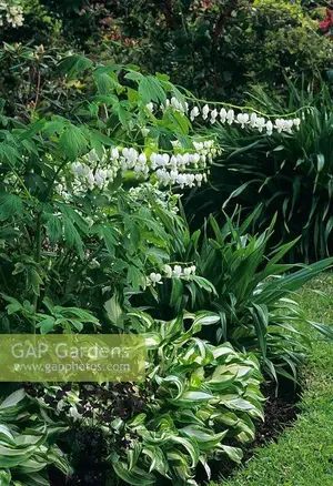 玉簪绘就荫生花园富有变化的画