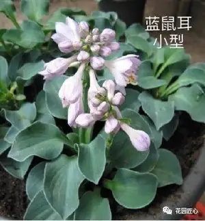 玉簪绘就荫生花园富有变化的画