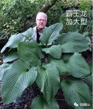 玉簪绘就荫生花园富有变化的画