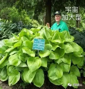 玉簪绘就荫生花园富有变化的画