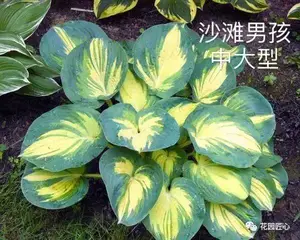 玉簪绘就荫生花园富有变化的画