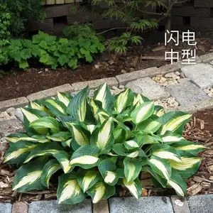 玉簪绘就荫生花园富有变化的画