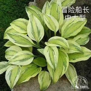 玉簪绘就荫生花园富有变化的画
